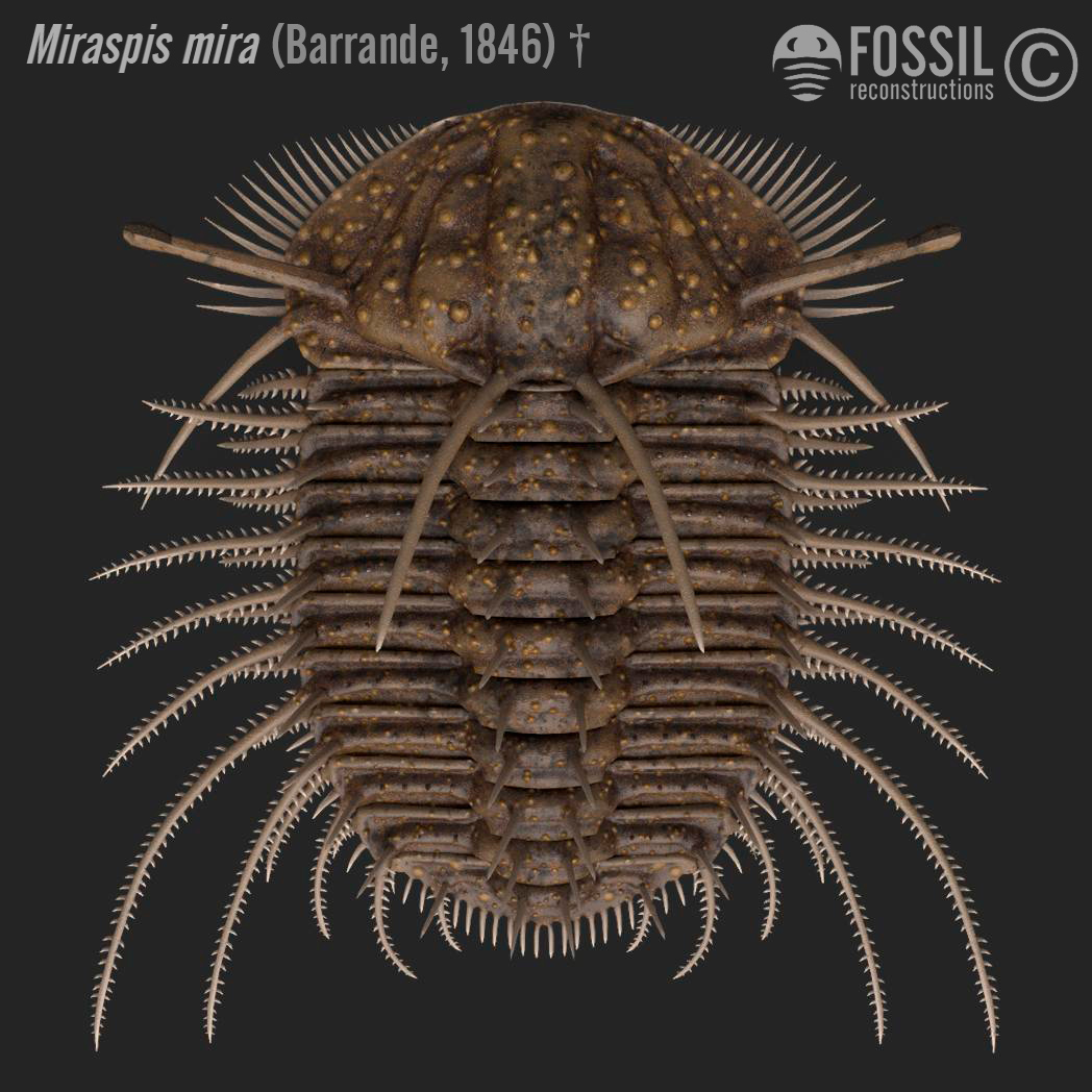 reconstruction of trilobite Miraspis mira