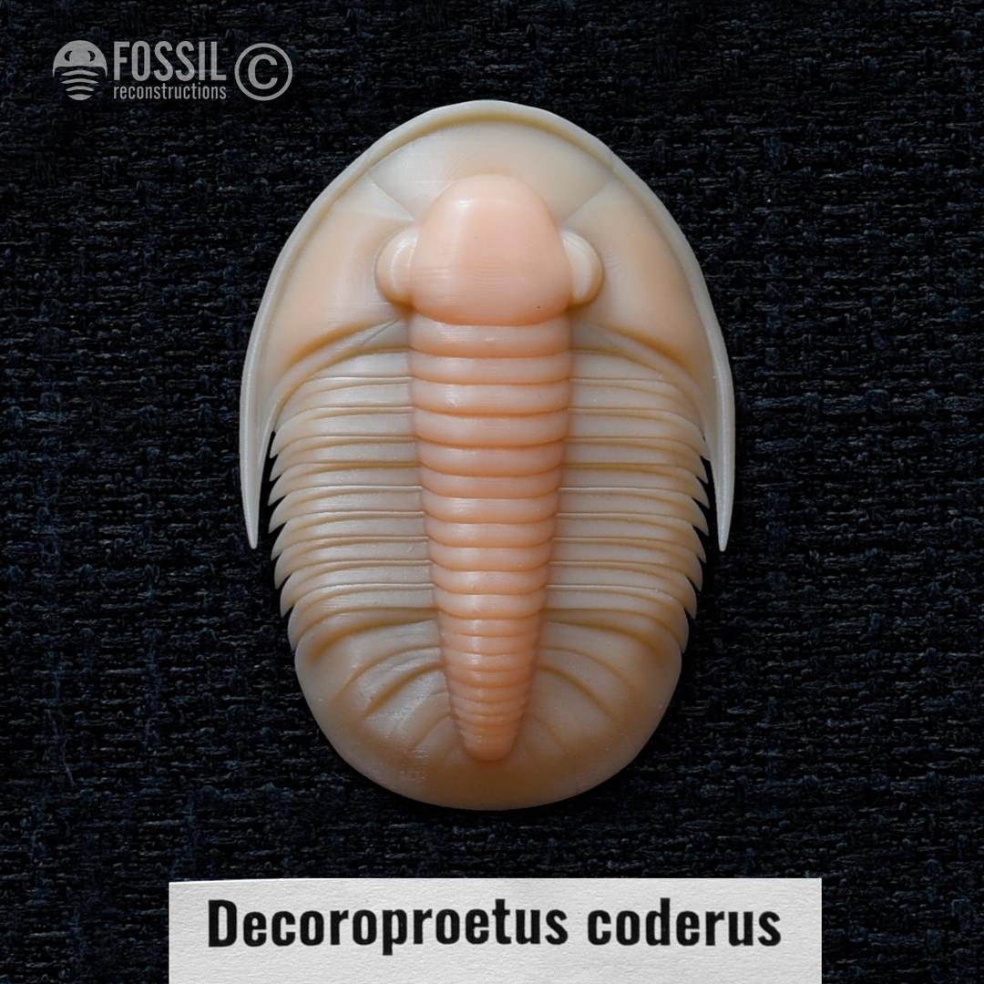 3d print of trilobite Decoroproetus coderus