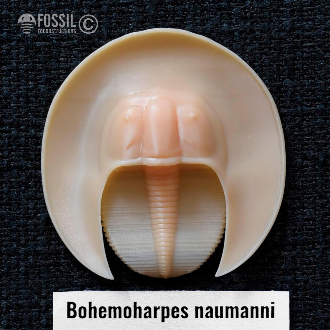 3d print of trilobite Bohemoharpes naumanni