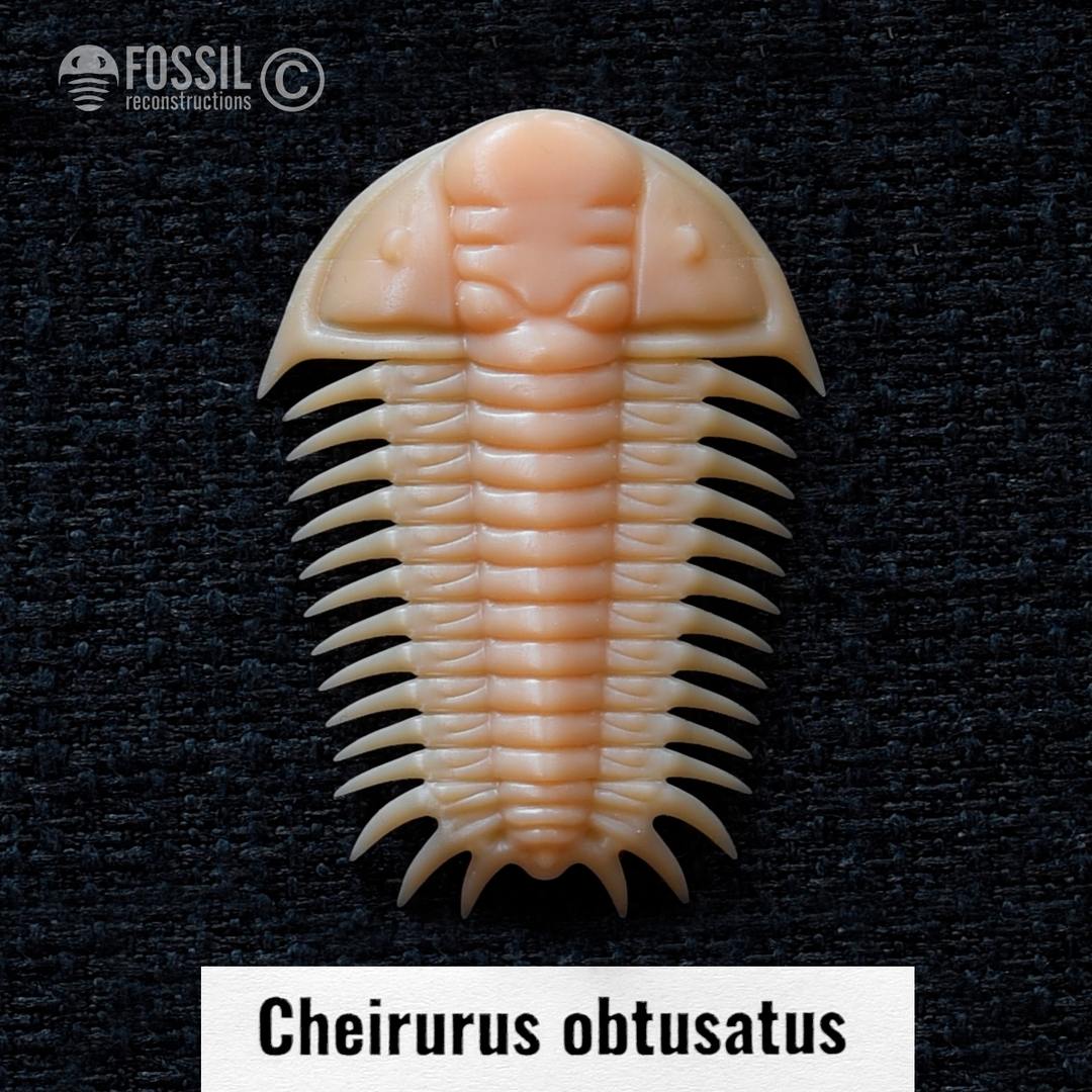 3d print of trilobite Cheirurus obtusatus