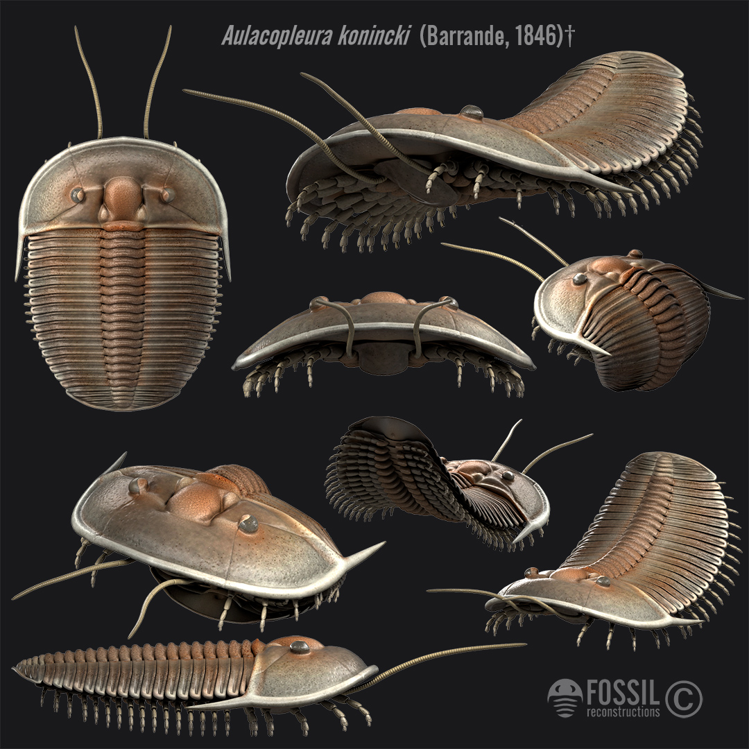 reconsatruction of trilobite Aulacopleura konincki