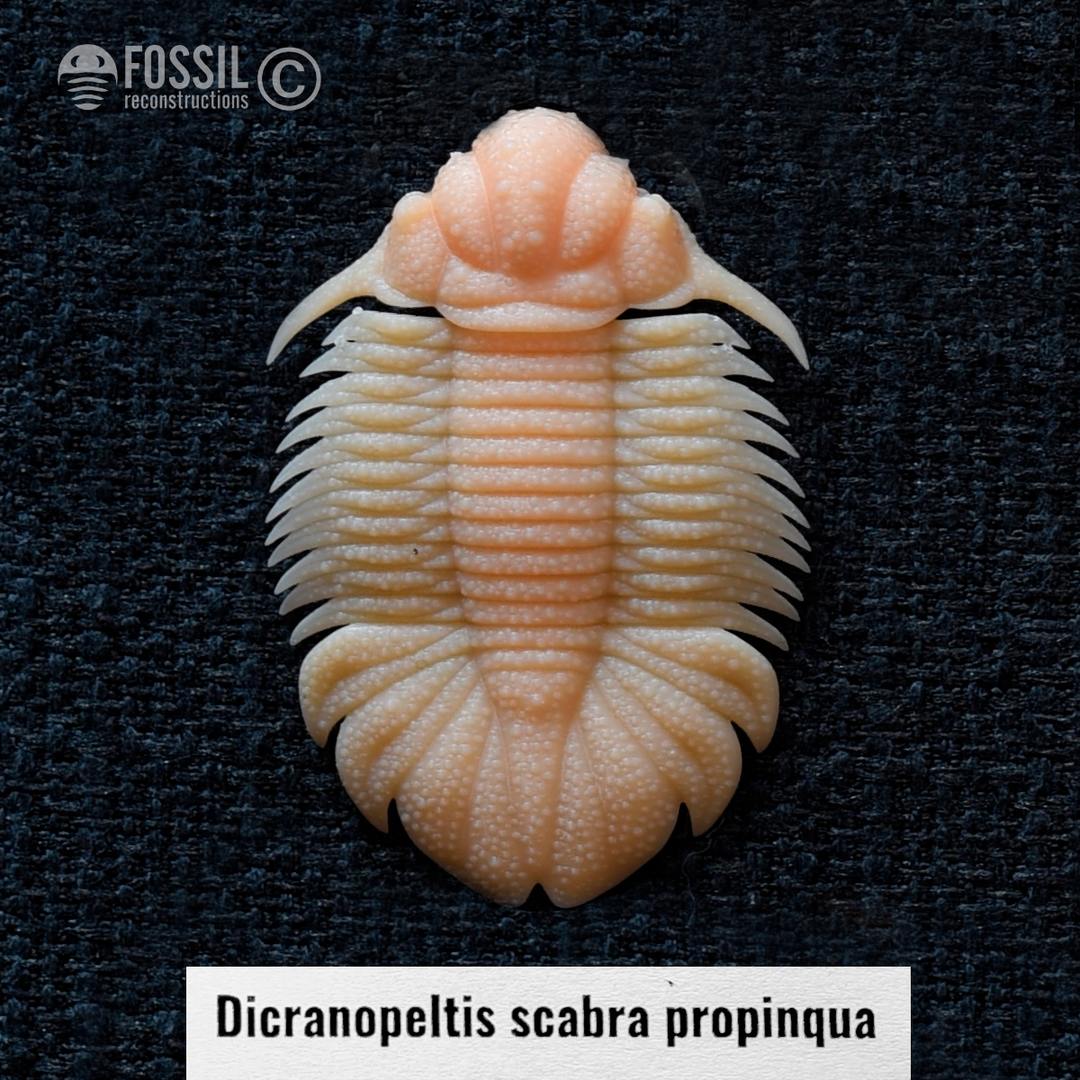 3d print of trilobite Dicranopeltis scabra propinqua
