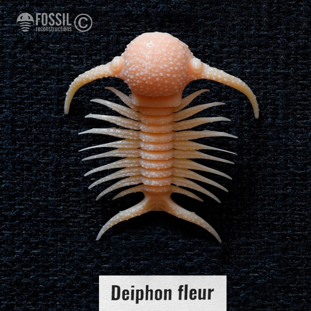 3d print of trilobite Deiphon fleur