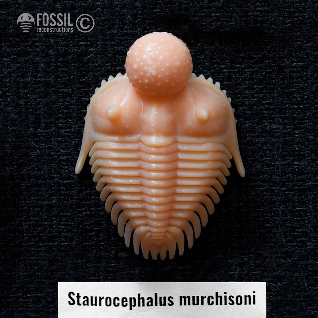 3d print of trilobite Staurocephalus murchisoni