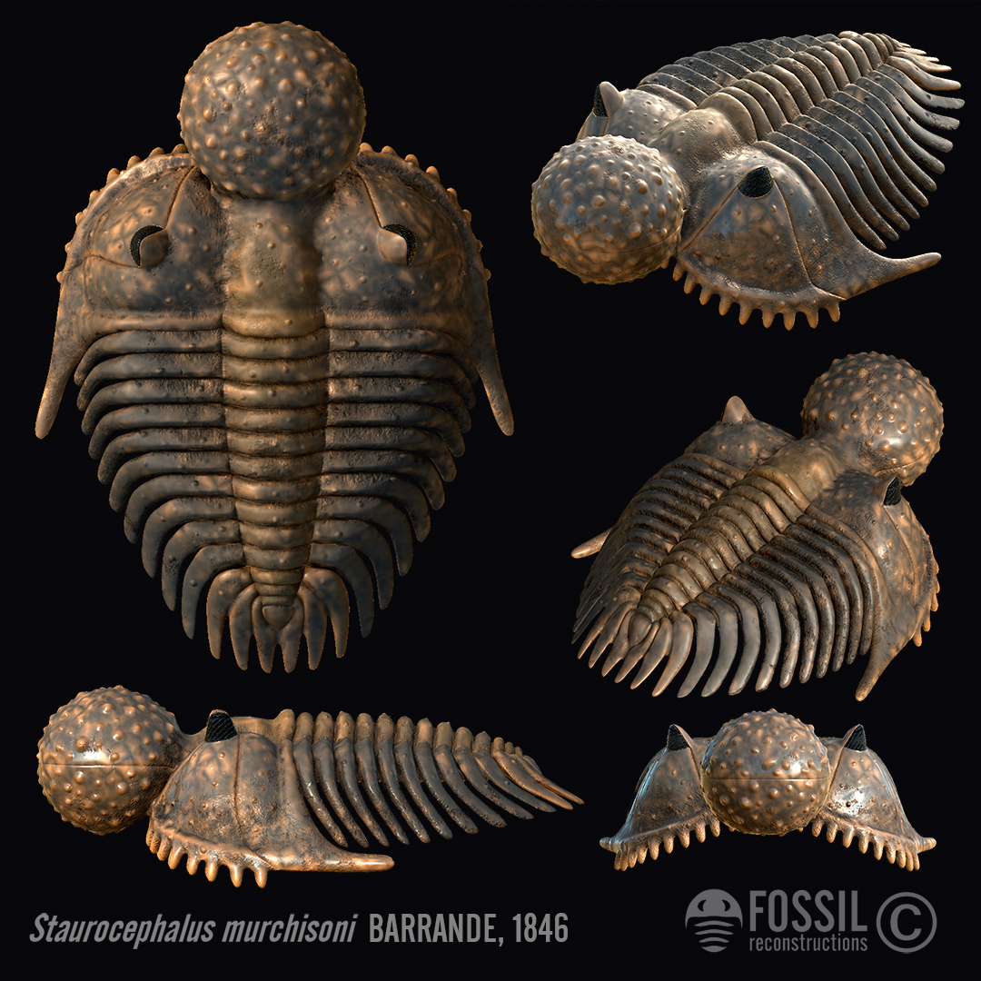 reconstruction of trilobite Staurocephalus murchisoni