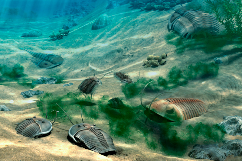 Fossil reconstruction of silurina ocean trilobite life